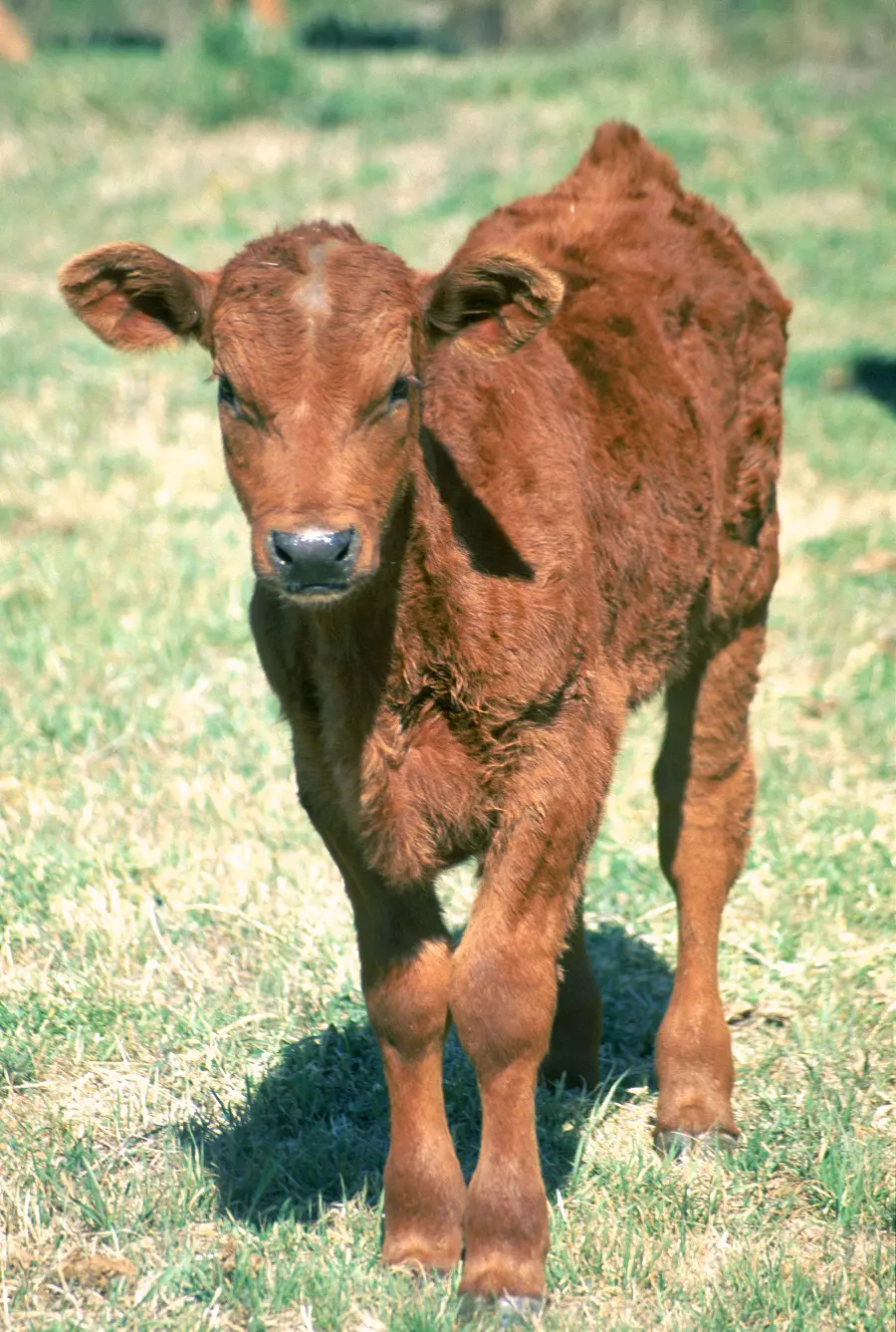 Calf in wildlife documentary