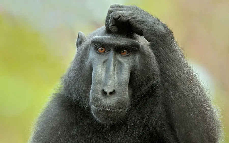 Photo of a dumb baboon thinking for a profile