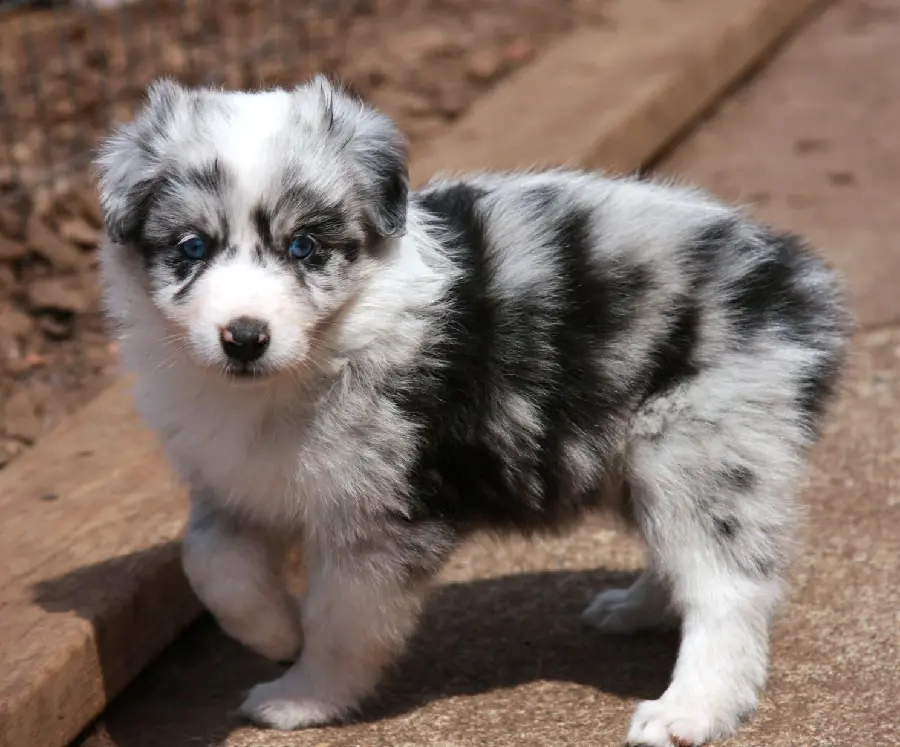 Download hd pictures of Australian Shepherd puppies