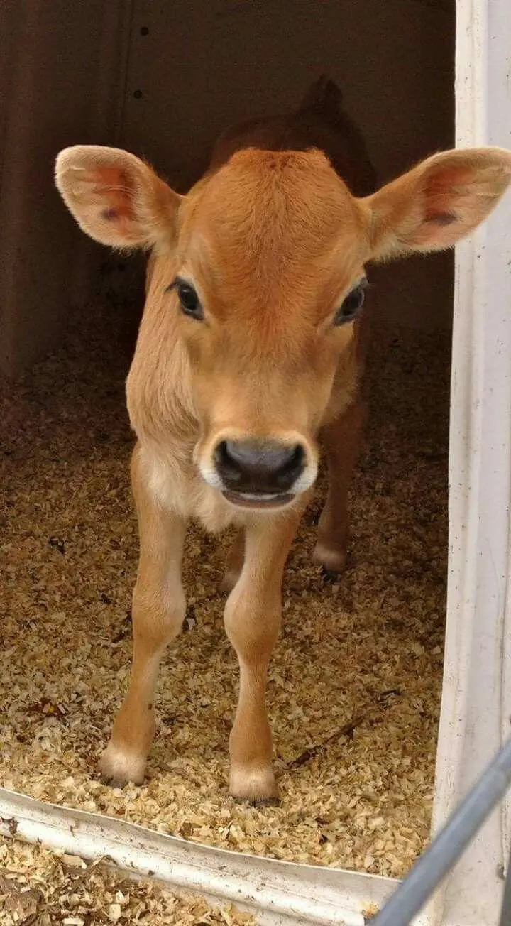 Cute and beautiful calf image for Samsung iPhone wallpaper