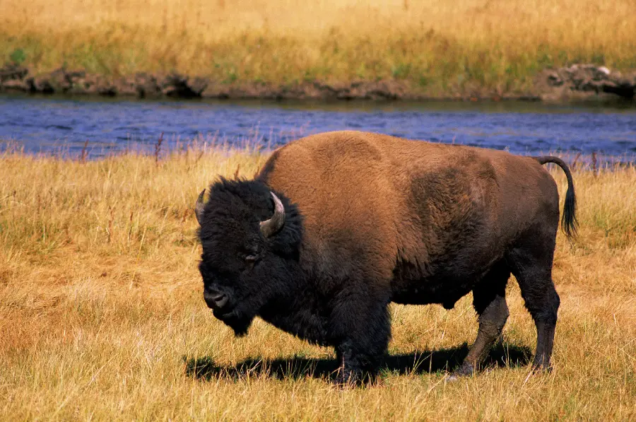 Buffalo in the Wild