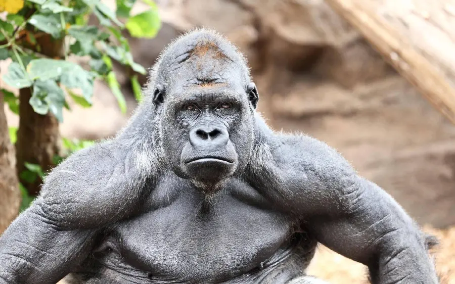 A strong silverback gorilla with a large body