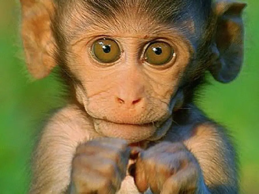 Cute Baby Monkey Photos