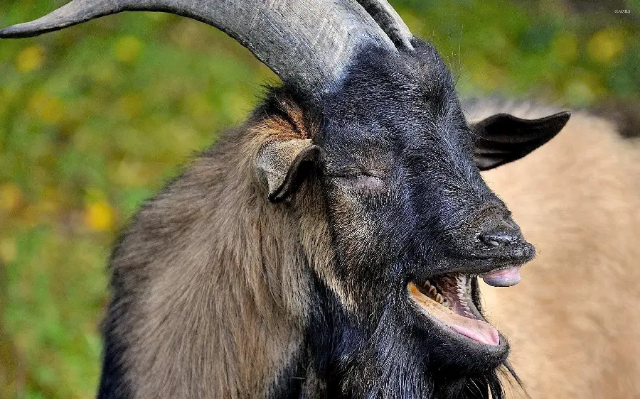 Funny Black Horned Goat Wallpaper