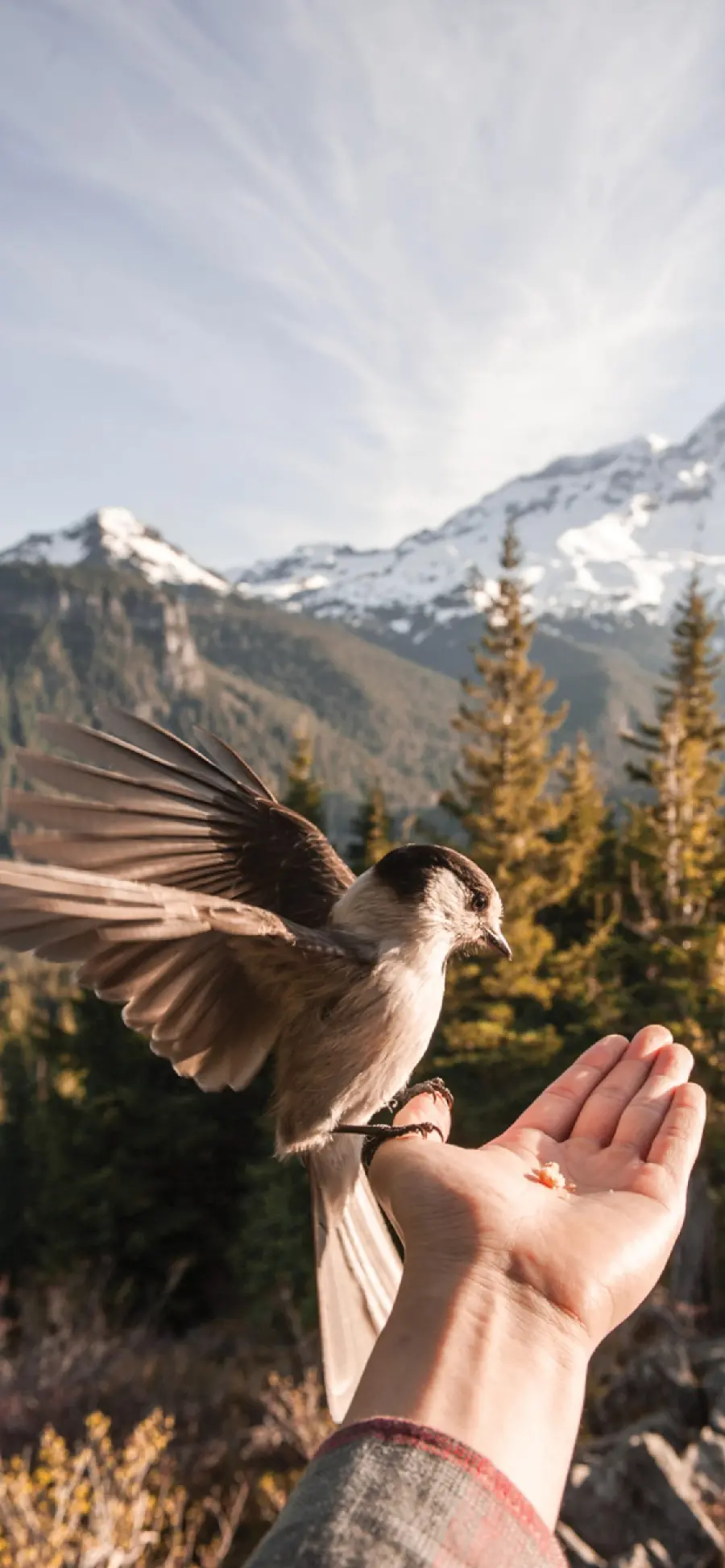 Background photo of a bird in hand for emotional girls' wallpapers