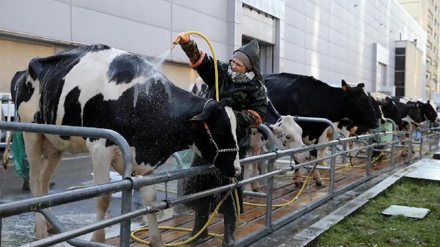 Image of dairy cows in a dairy farm