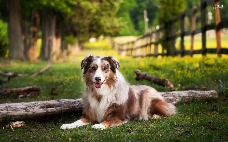 Download Australian Shepherd Dog Desktop Wallpaper