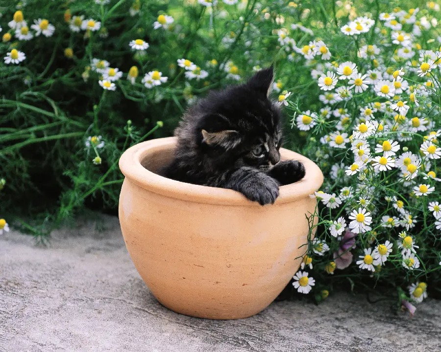 Pet Profile Pictures of Dogs and Cats
