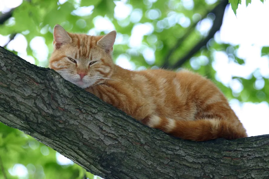 Photo taken of an orange cat lying on a tree