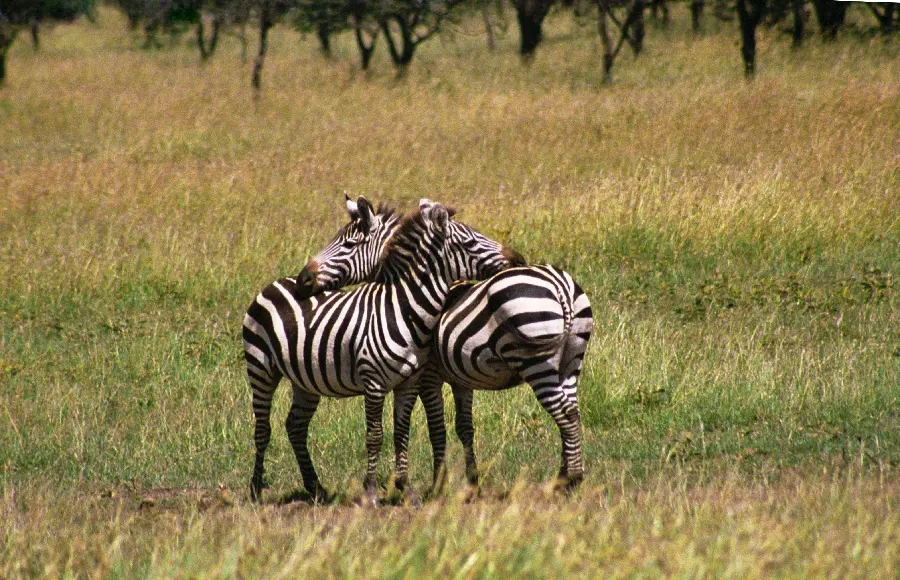 Zebra in the Wild