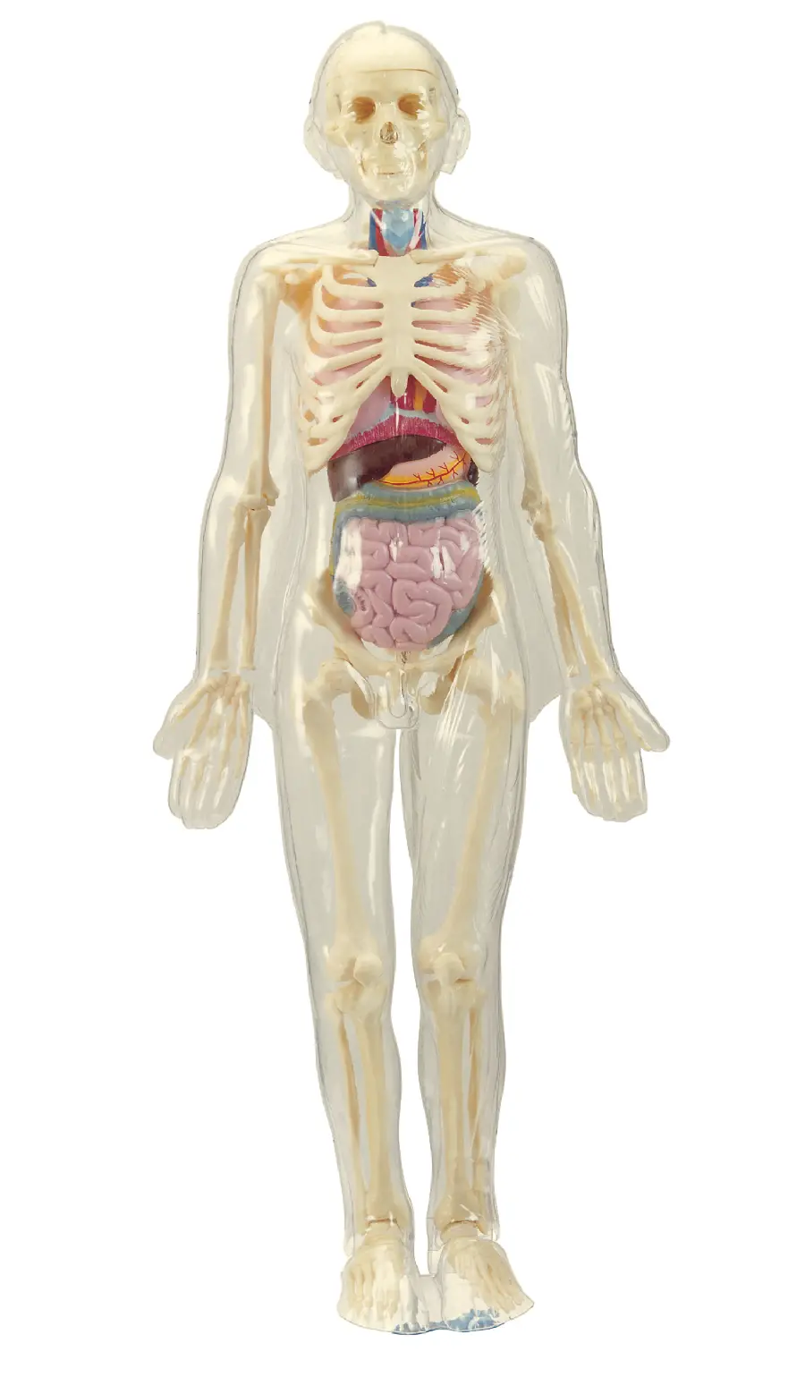High Quality Human Body Model Photos