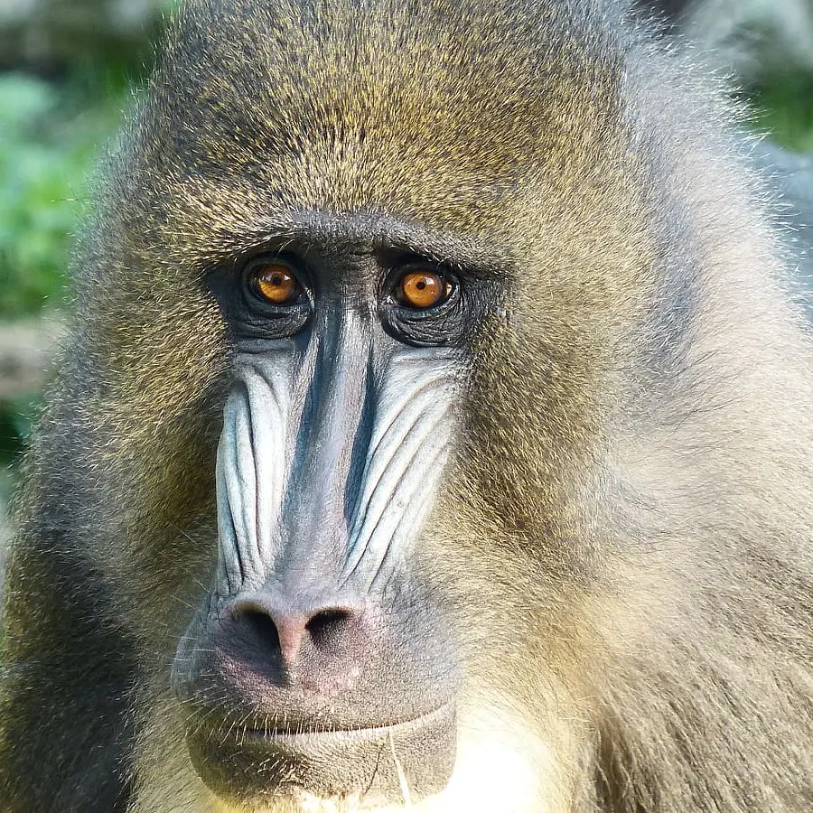 Close-up image of a mandrill's face in full HD quality