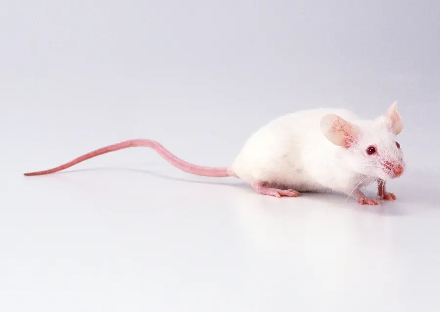 Animal Studio Photo