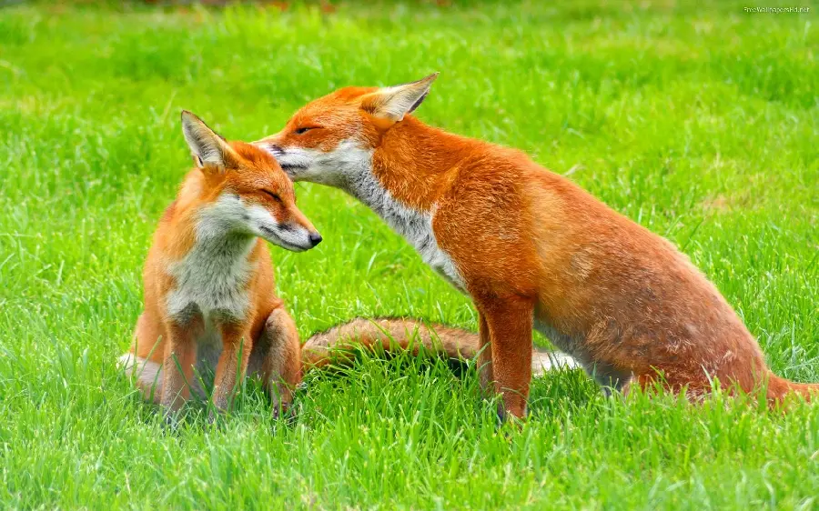 Romantic wallpaper of a pair of foxes in love in the meadows
