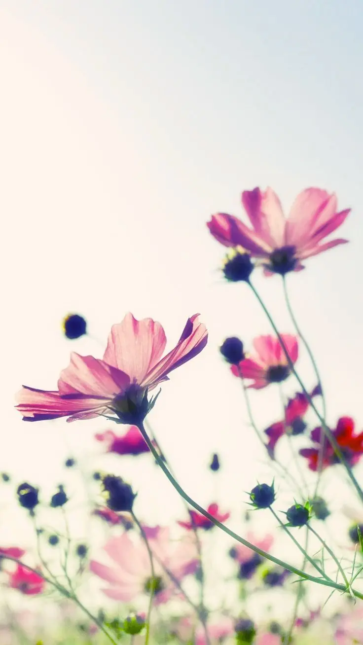Photo of cotton flower blossom