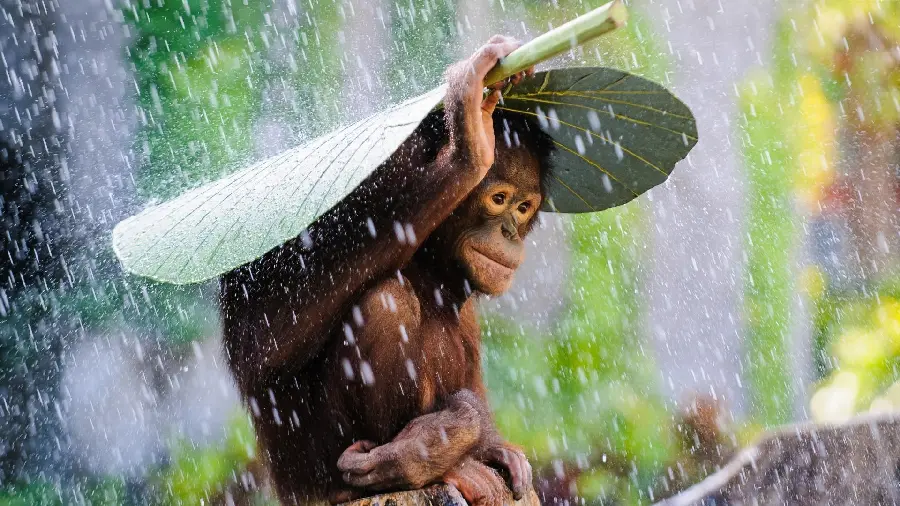 An interesting image of an orangutan in pristine nature Raining