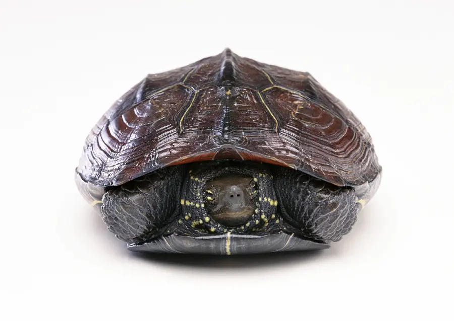 Turtle Wallpaper