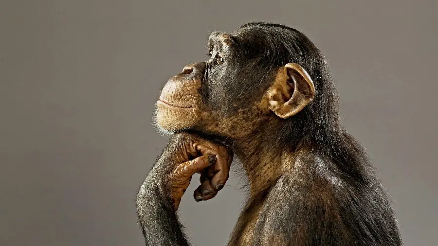 Beautiful image of a chimpanzee profile thinking
