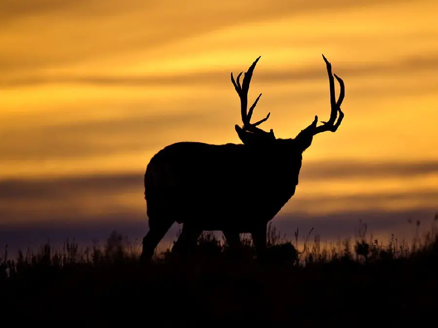 Background photo of antler deer and sunset