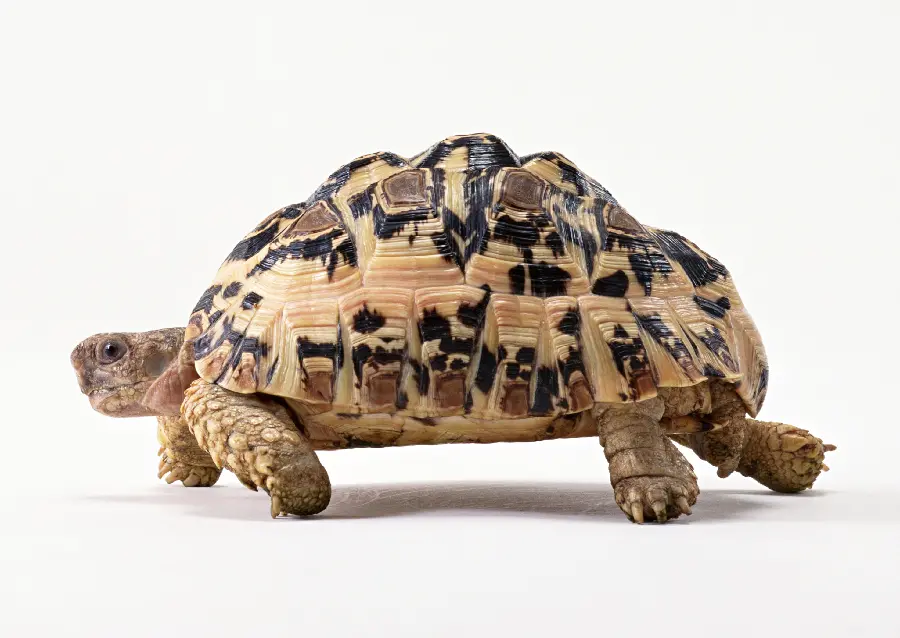 Turtle Background