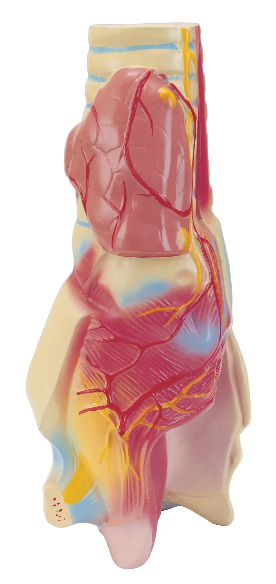 Human Organ Molding