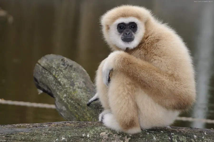 Practical monkey photo