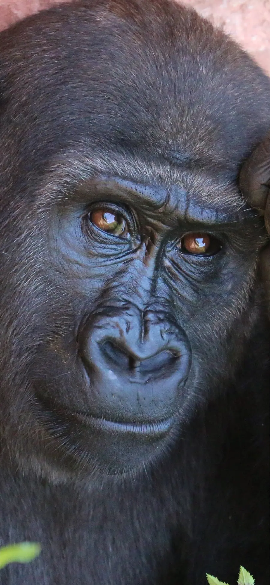 High quality photo of interesting and funny face of silverback gorilla