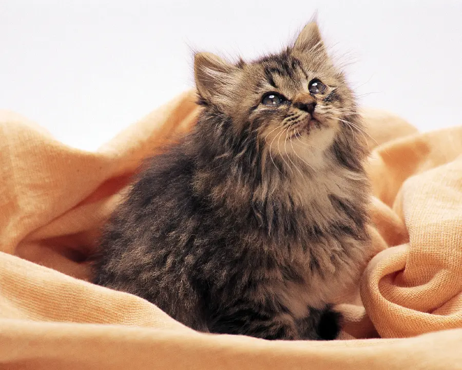 Pets of Dogs and Cats