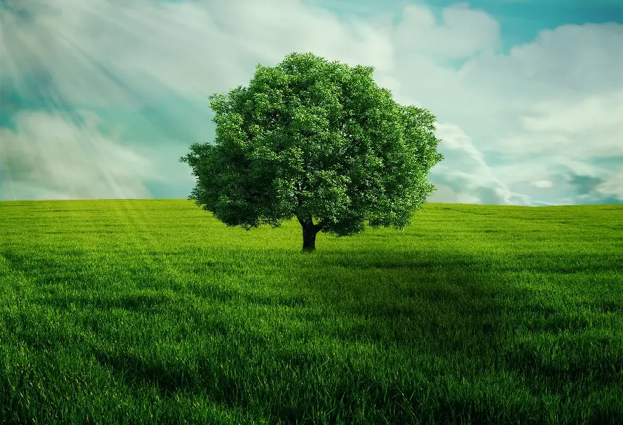 Tree and Arbor Day Poster 4k