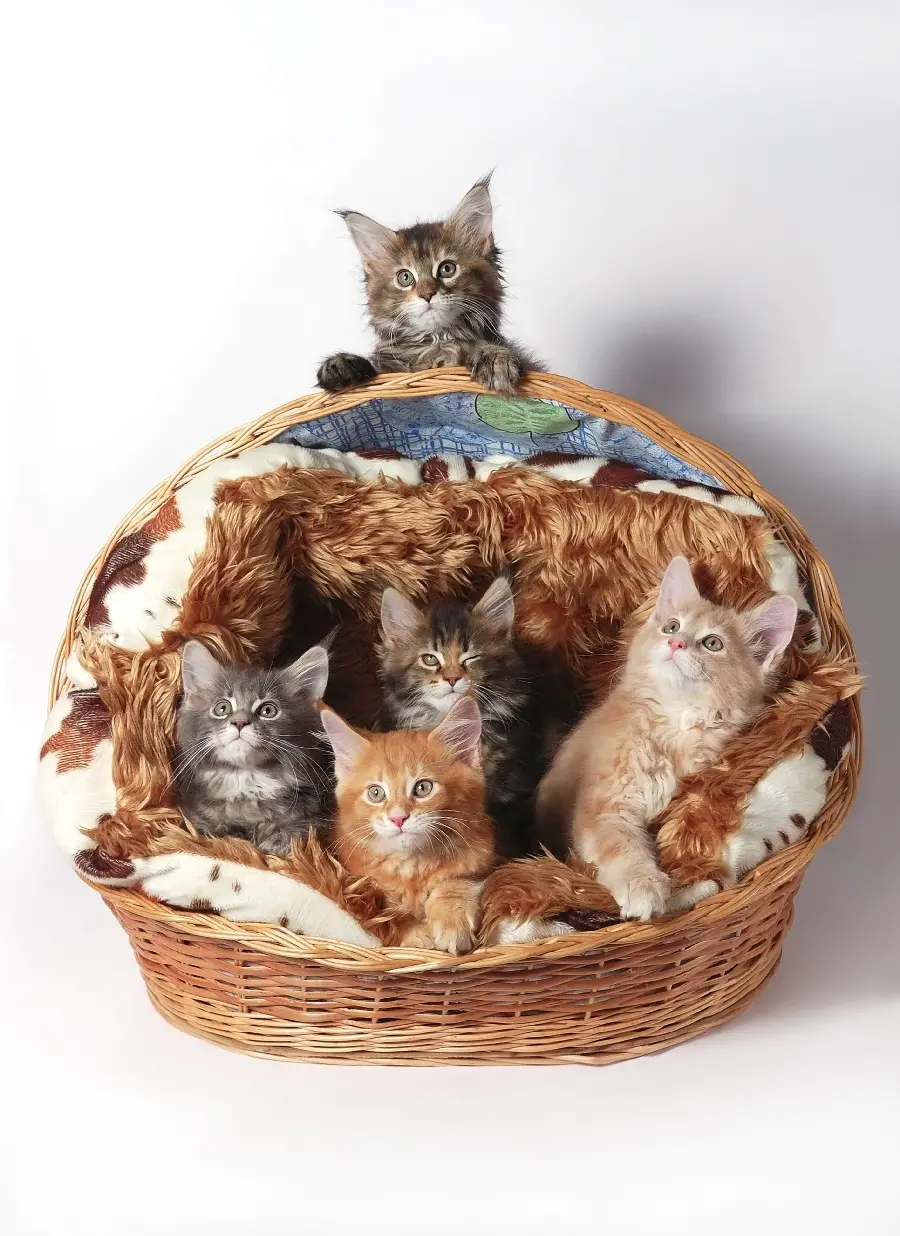 Very beautiful cat wallpaper for printing in pet shops