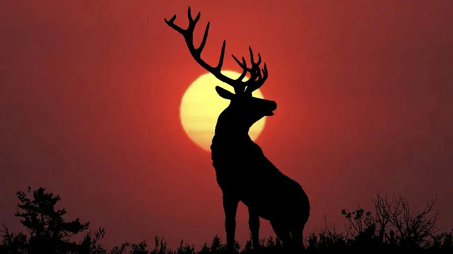 Sunset and Deer Wallpaper for Laptop Desktop