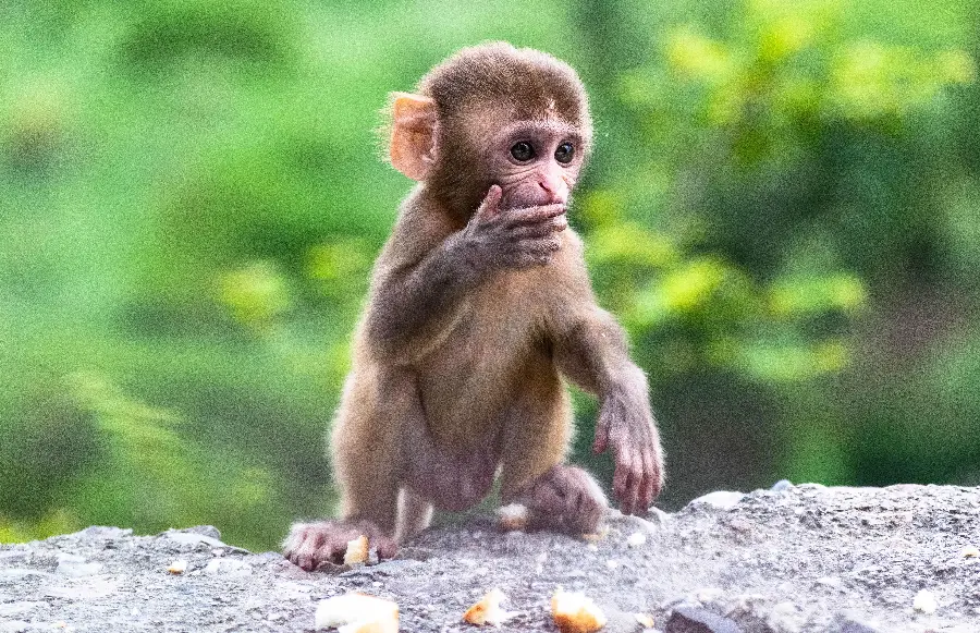 Beautiful Monkey Photo in 4k Quality