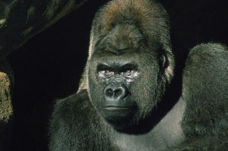 Photo of a gorilla and scary animals