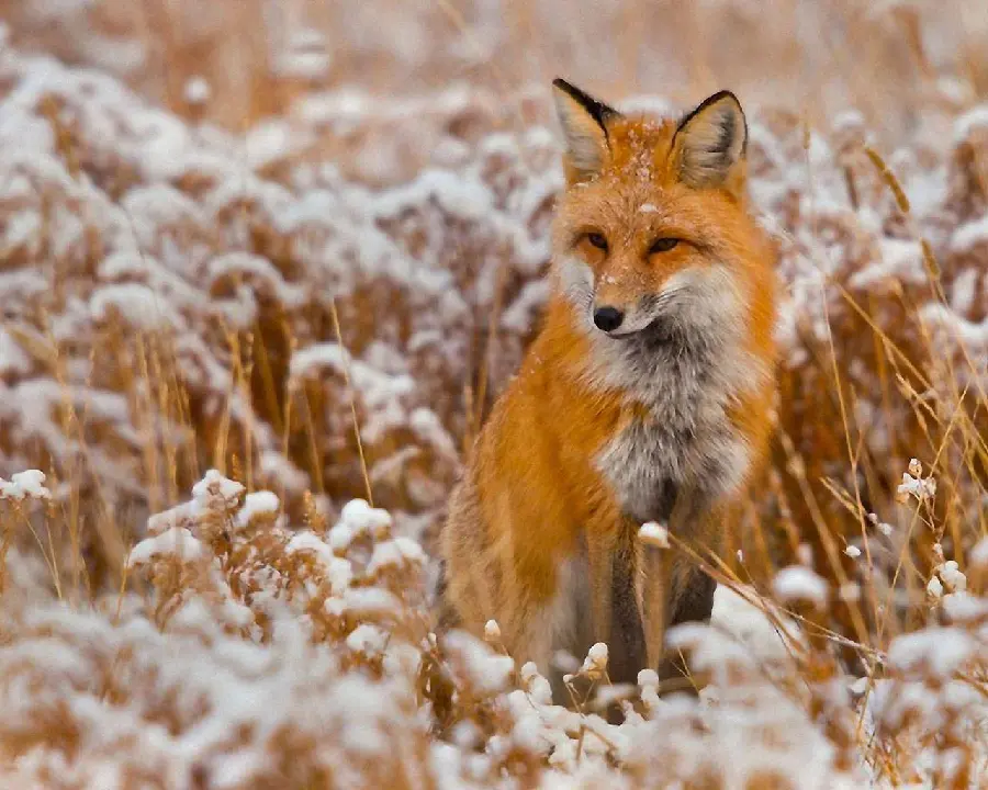 Lovely fox background with great quality 
