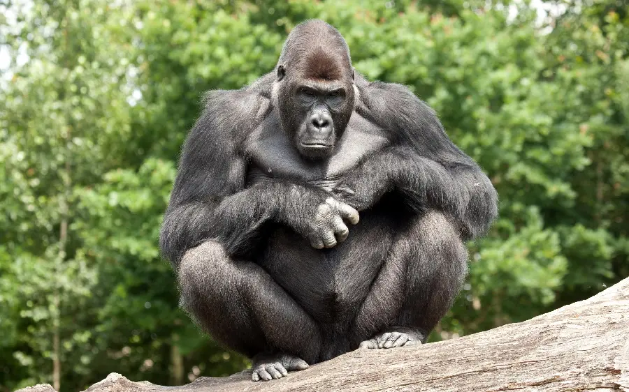 Mature and strong silverback gorilla photo for profile picture