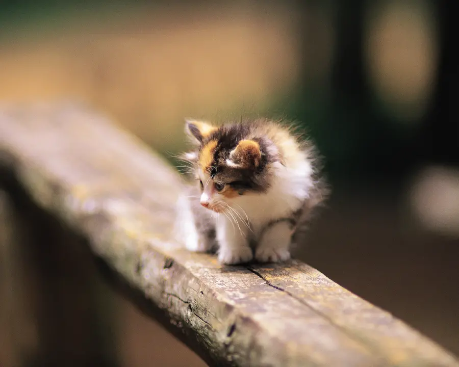 Best Pets to Keep in Homes and Apartments