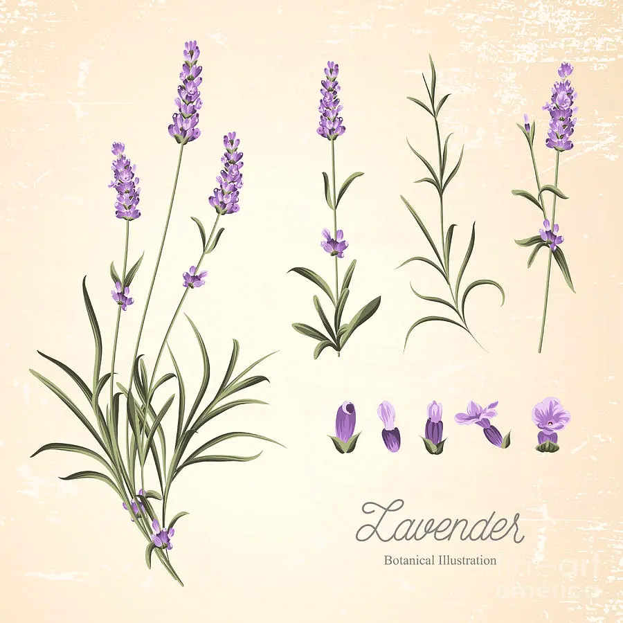 Photo of Biology and Botany of Lavender Flower