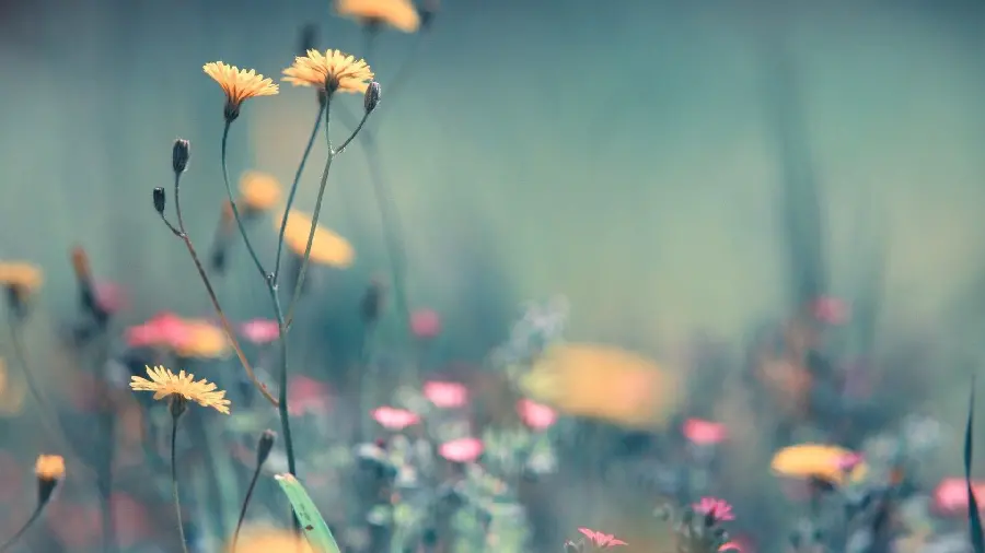 Photo of flowers in pristine spring nature