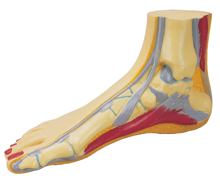 Foot model photo on white background