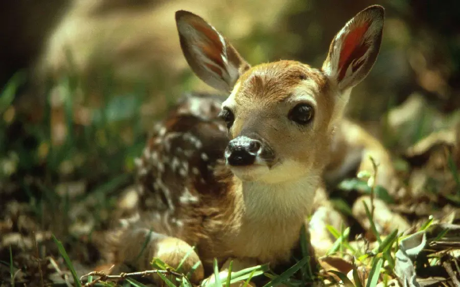 Download profile picture of a baby deer's face and eyes