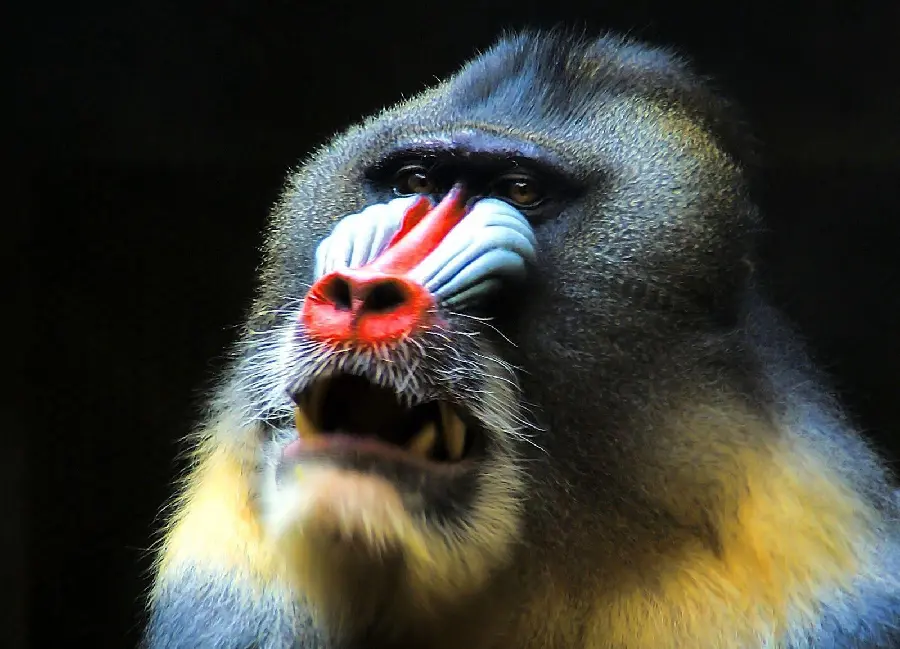 Photo of the mandrill or king baboon on a black background