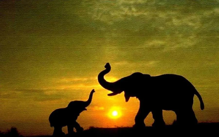Beautiful wallpaper of a baby elephant with its mother and the sunset