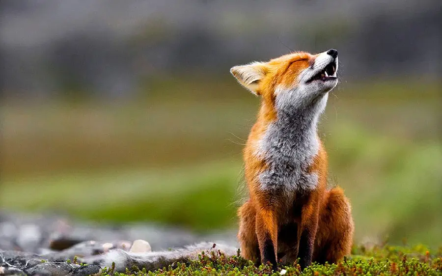 FULL HD background photo of a fox, a species of canid