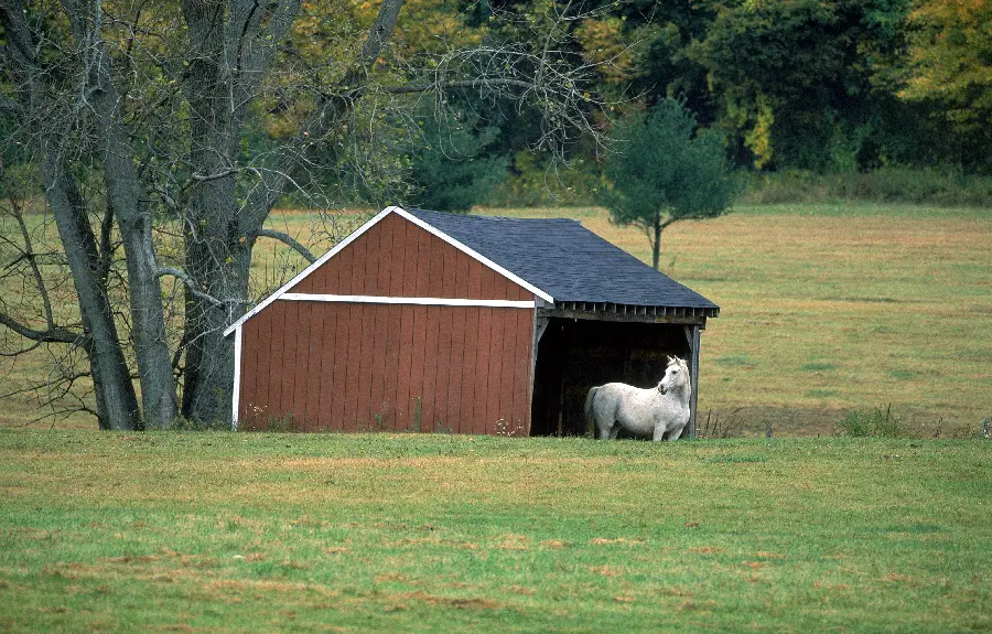 Horse animal photos and beautiful animals