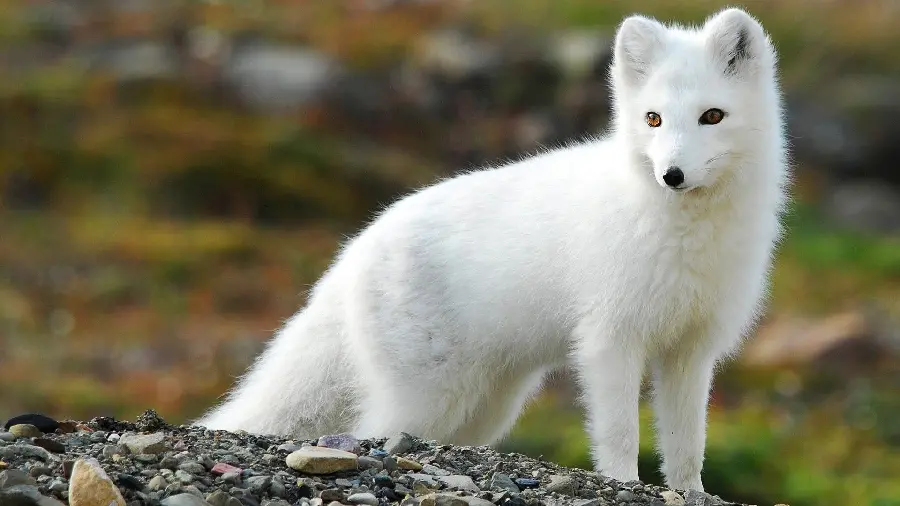 Download a beautiful background of an arctic fox for fans of this species in nature