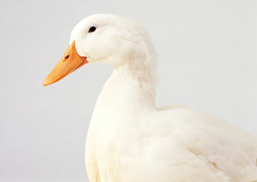 High quality duck photo in the studio