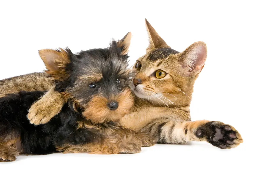 Photo of a Cat and a Dog Playing