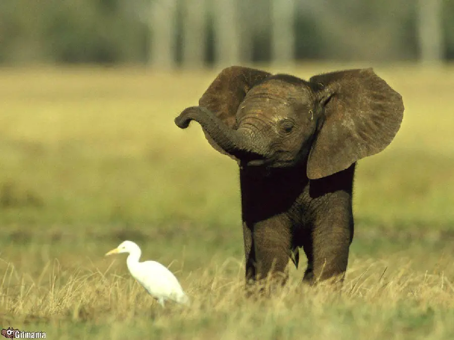 Cute and funny baby wallpaper for the profile