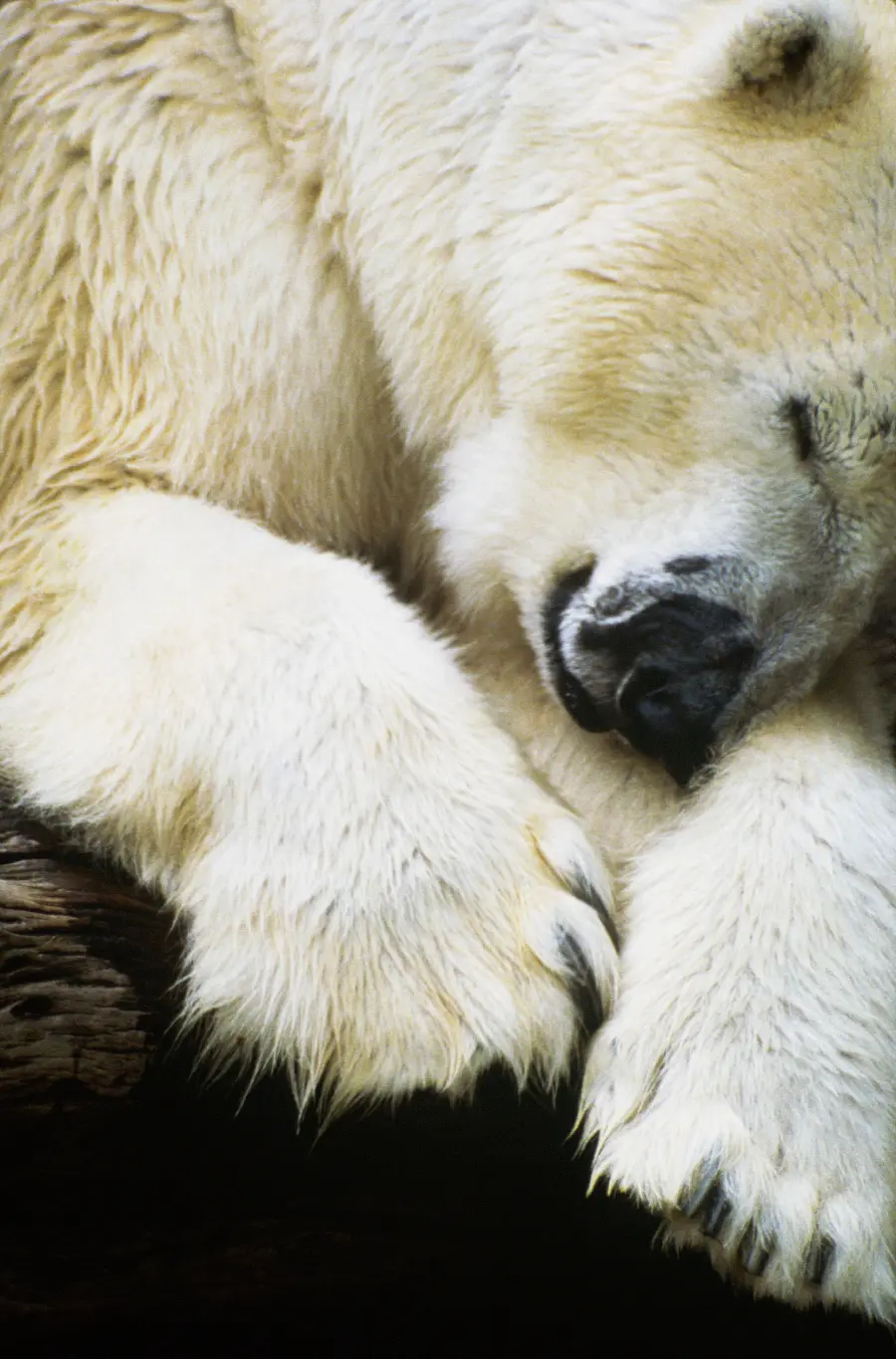 Best Polar Bear Wildlife Photo