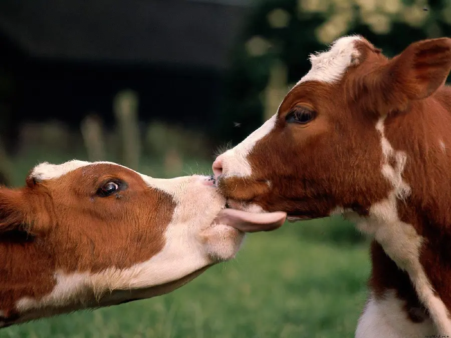 Cute calf picture together for profile picture